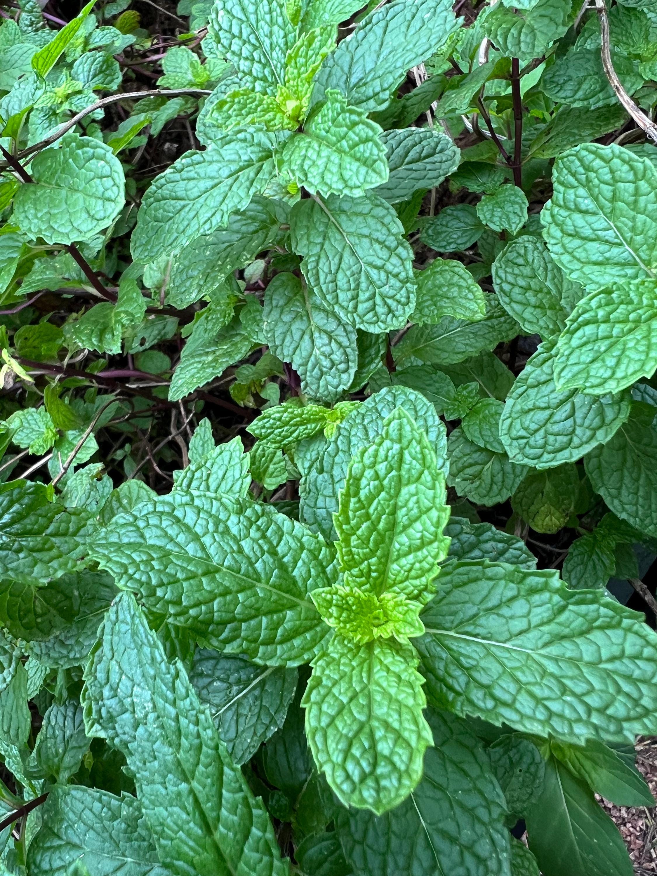 Homegrown Herbs