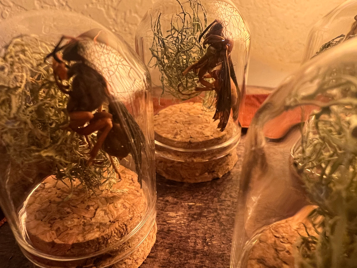 Tiny Creature Curios