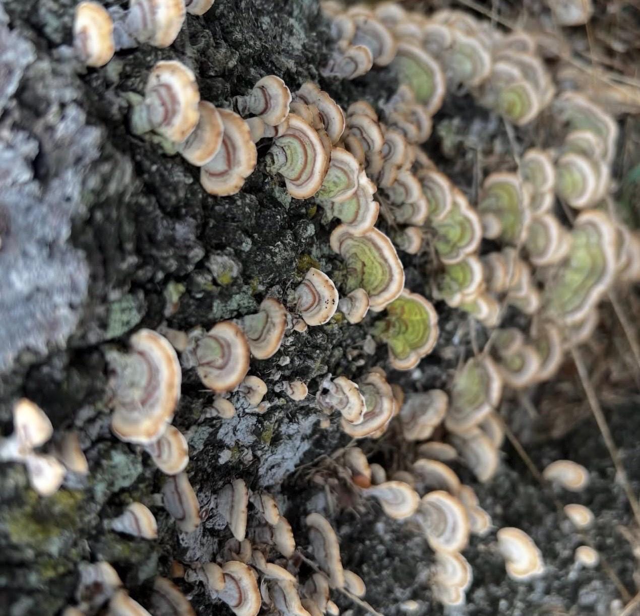 Fungi & Foraged Curios