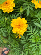 Marigold Charm, Creativity, Solar Magic, Dried Botanical, 2026 Harvest