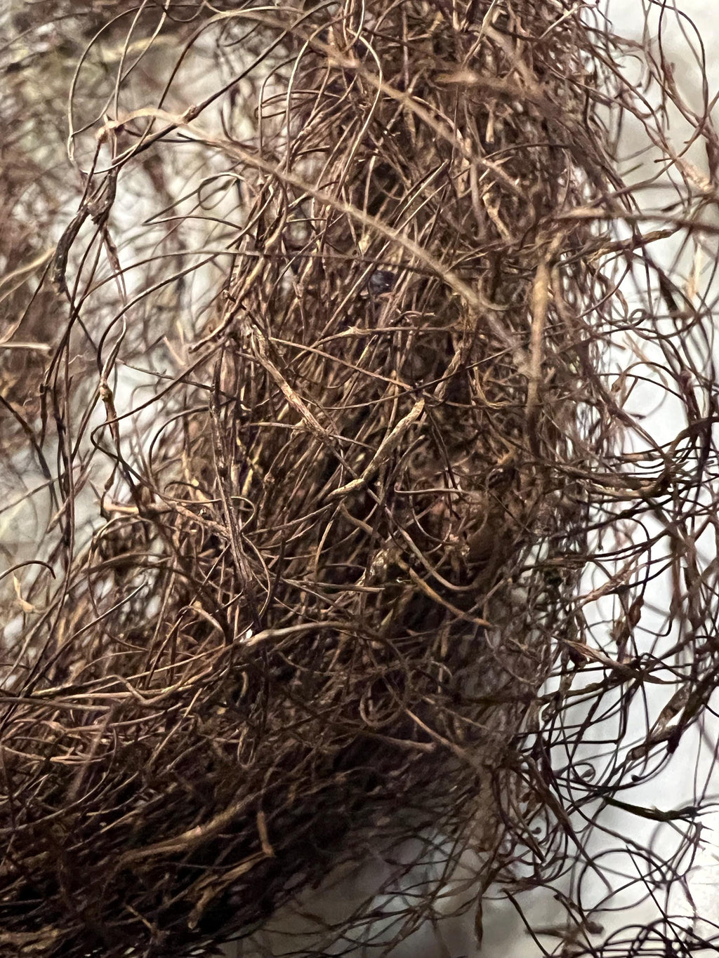 Horsehair Lichen, Foraged Woodland Thread, Primitive Curio for Spellcraft, Altars and Sacred Making
