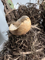 Up in the Trees – Living Altar Piece, Quartz Crystal, Cypress Bark, Lichen, Gourd Curio, Sculpture