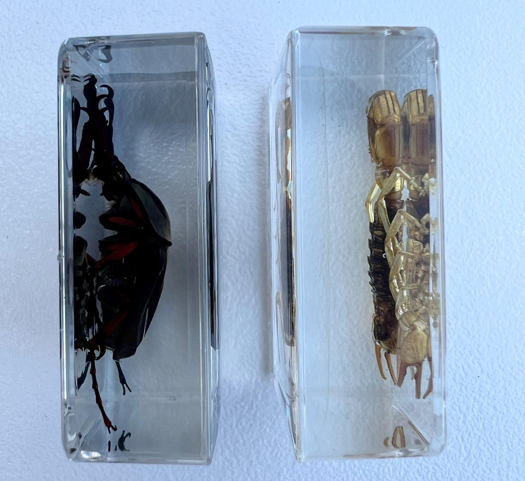Encased Scorpion or Beetle Curio, Resin Display Specimen, Oddities Decor, Witchy Shelf Curio, Insect Display Block, Choose One