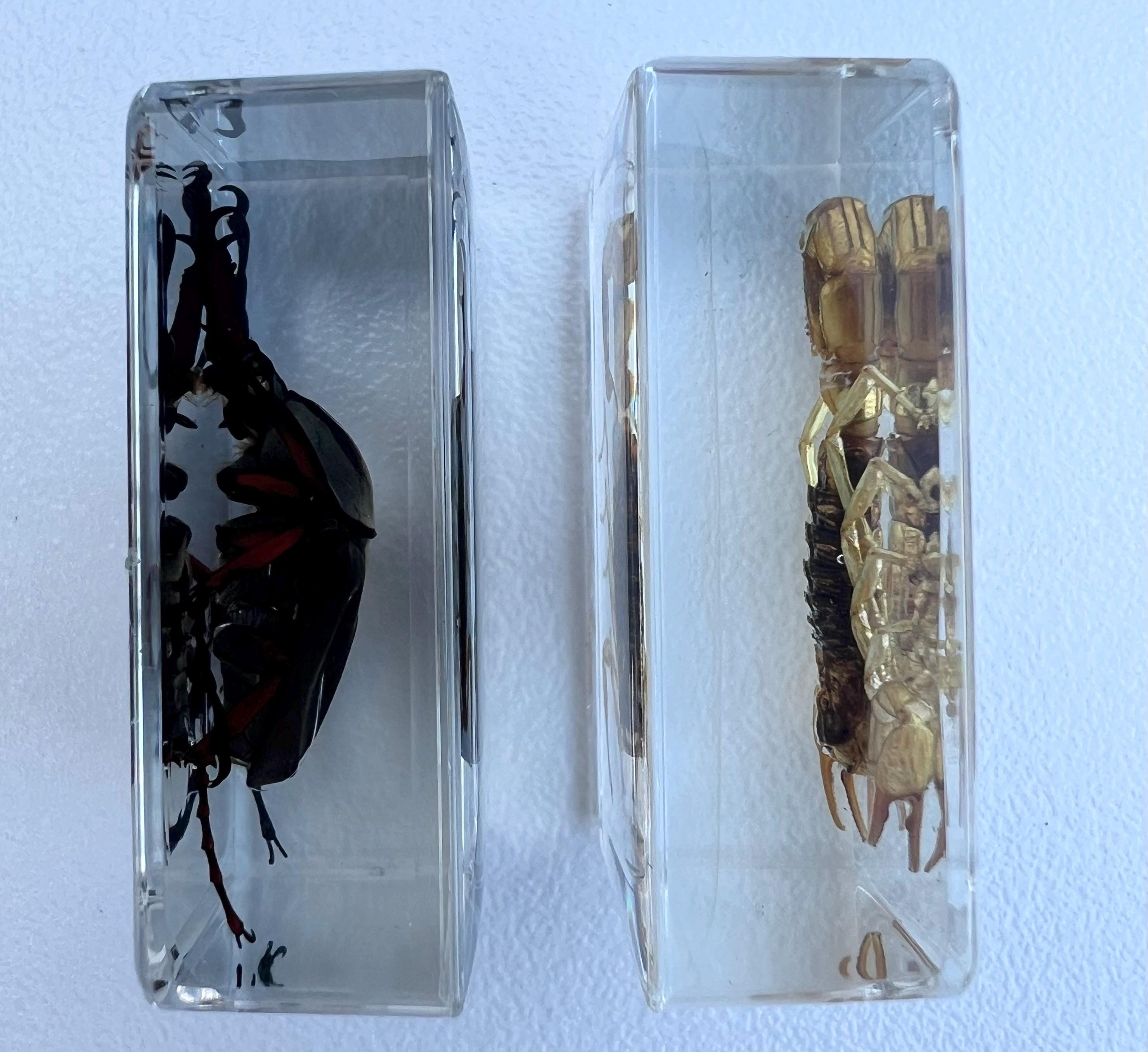 Encased Scorpion or Beetle Curio, Resin Display Specimen, Oddities Decor, Witchy Shelf Curio, Insect Display Block, Choose One