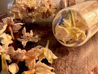 Dried Jasmine for Spellwork, Night Blooming Jasmine, Witch-Grown Dried Flowers for Spellwork, Dream Magic and Love Curio