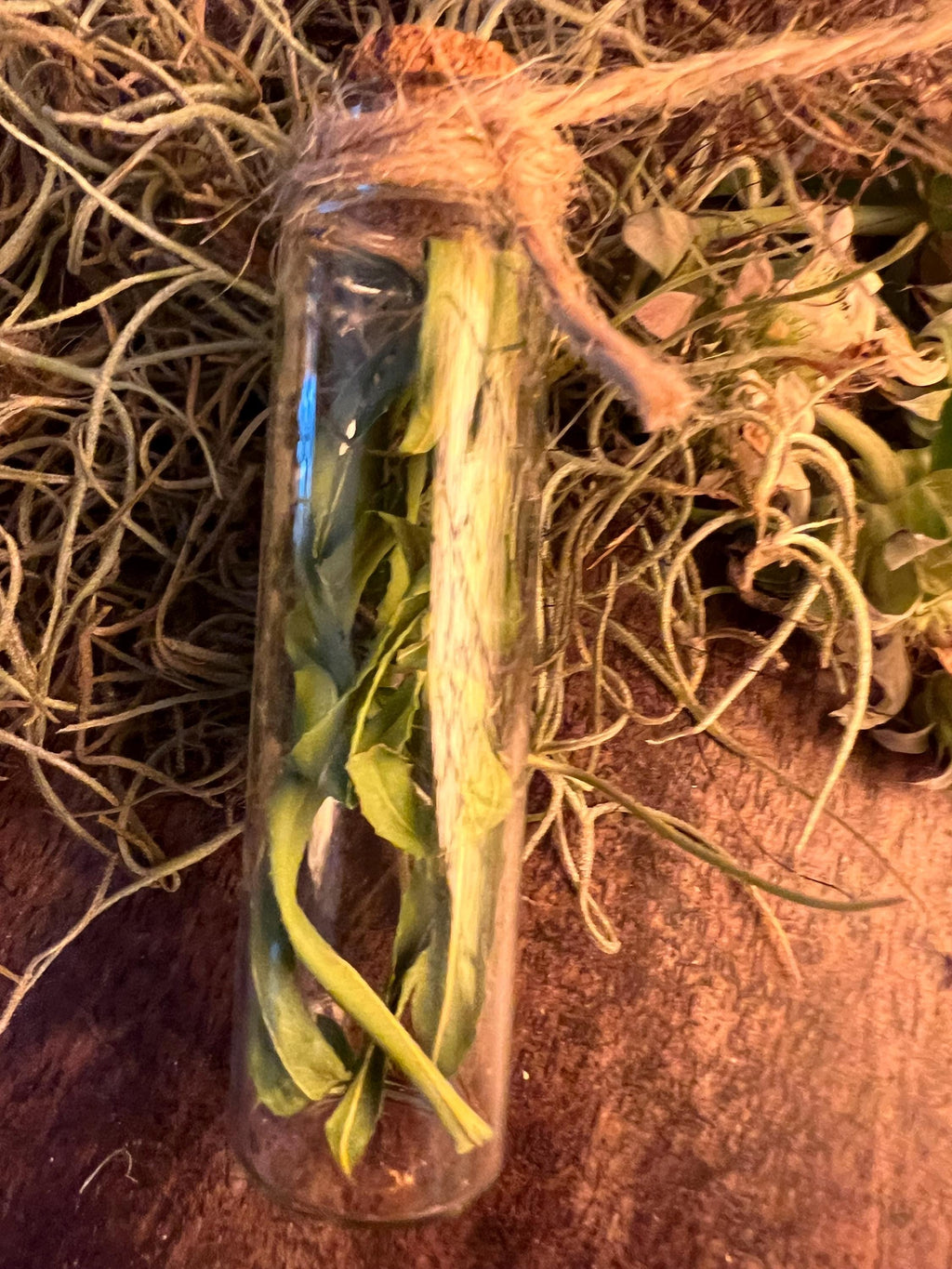 Willow Whisper Vial Dried Willow Leaves in Glass Vial Foraged Witch Herb Charm Protection Grief Release Liminal Magic