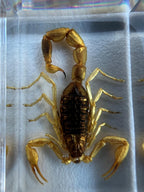 Encased Scorpion or Beetle Curio, Resin Display Specimen, Oddities Decor, Witchy Shelf Curio, Insect Display Block, Choose One