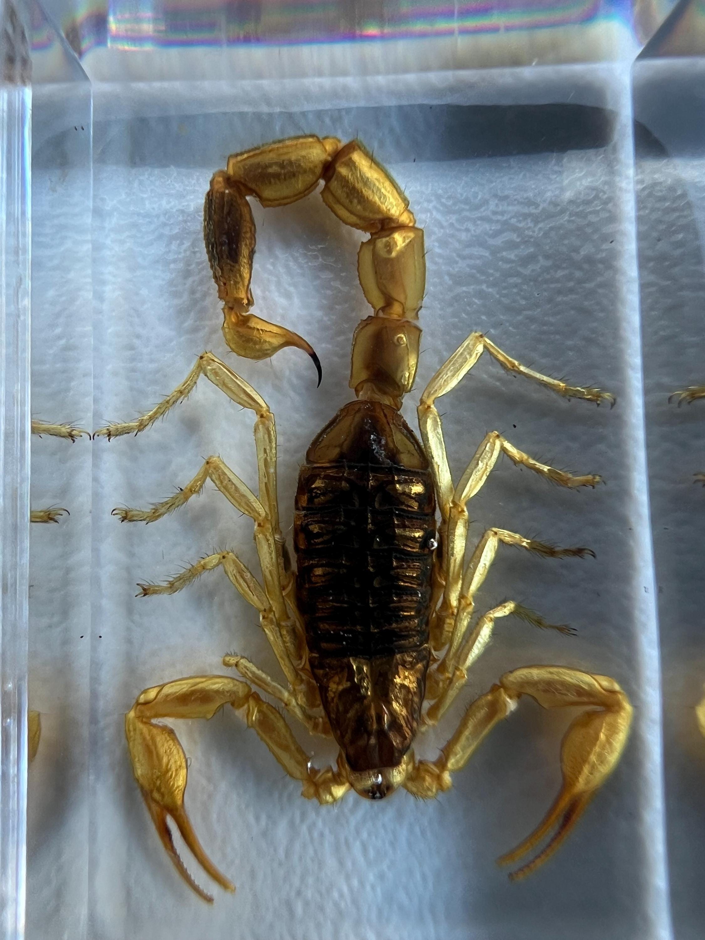 Encased Scorpion or Beetle Curio, Resin Display Specimen, Oddities Decor, Witchy Shelf Curio, Insect Display Block, Choose One