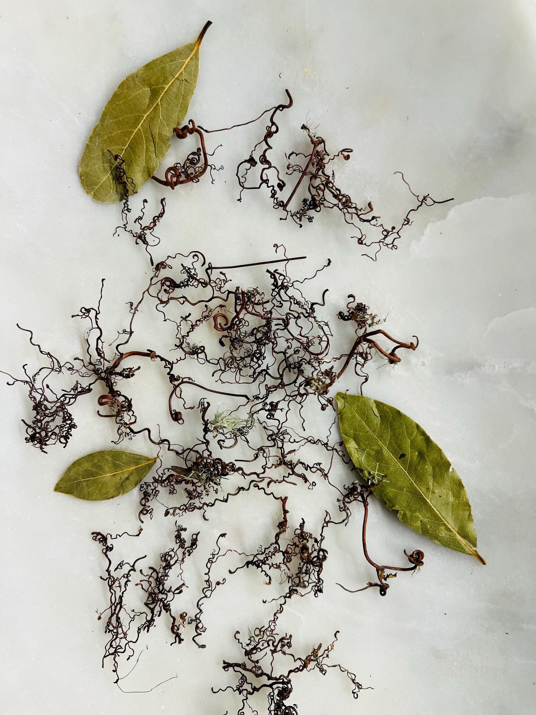 Whispering Tendrils – Tiny Twining Vine Curios | Wispy Botanical Relics for Altar, Spellwork & Craft