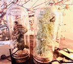 Forest Finds, Glass Cloche Curio, Foraged Woodland Specimen Display, Oddity