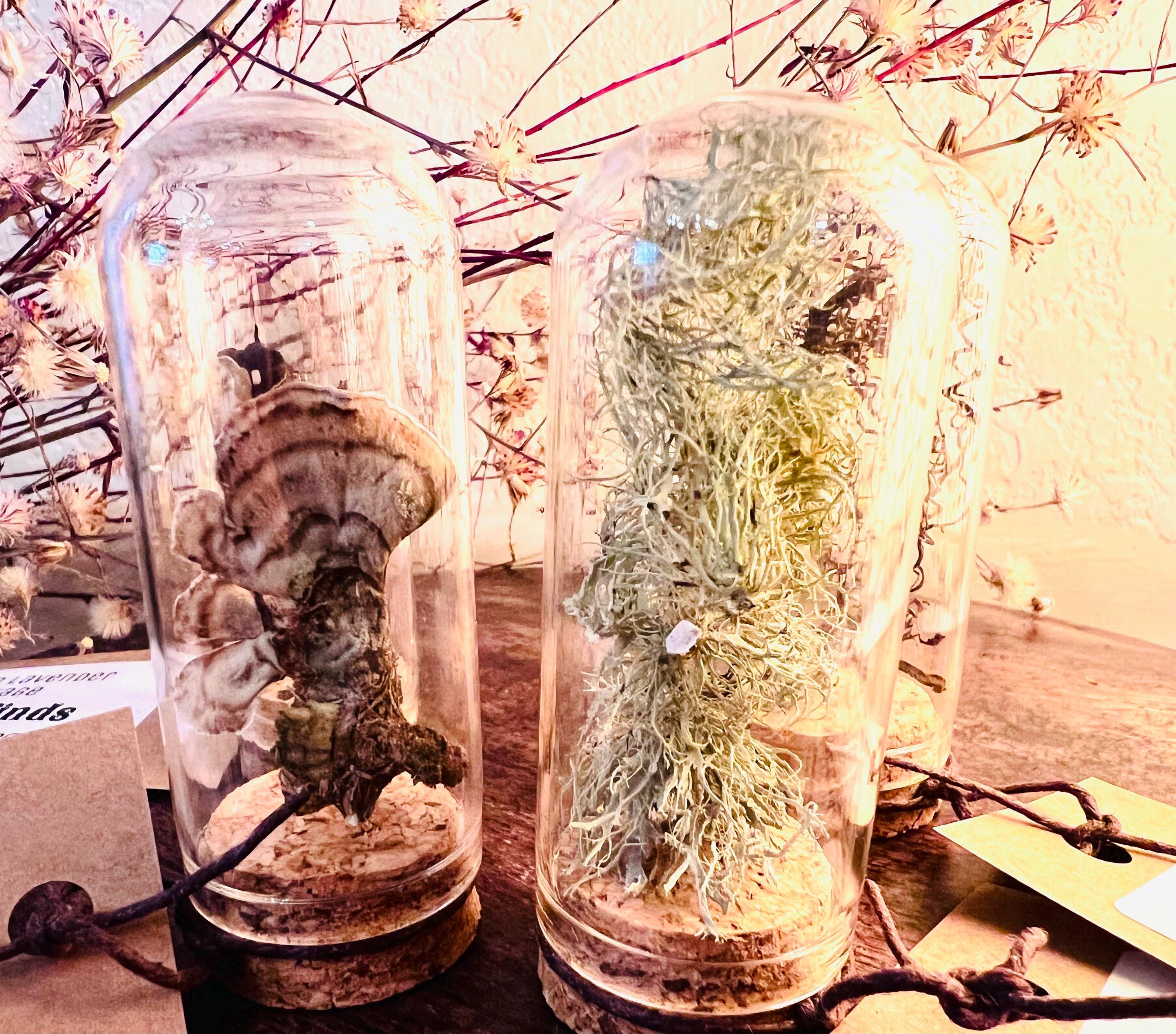 Forest Finds, Glass Cloche Curio, Foraged Woodland Specimen Display, Oddity
