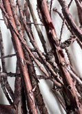 Cypress Twigs, Organic Ritual Sticks, Protection Magic, Set of 20