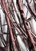 Cypress Twigs, Organic Ritual Sticks, Protection Magic, Set of 20
