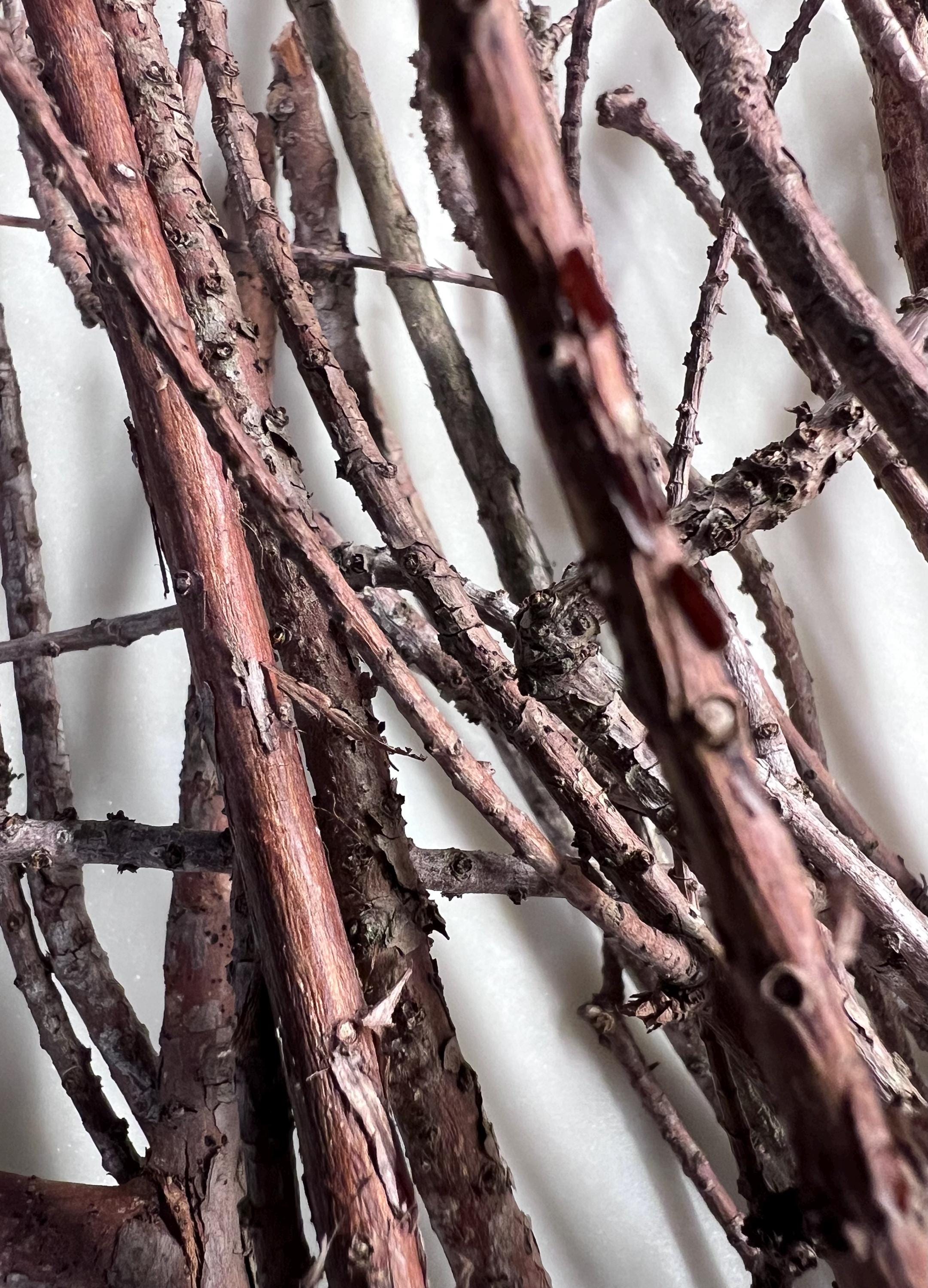 Cypress Twigs, Organic Ritual Sticks, Protection Magic, Set of 20