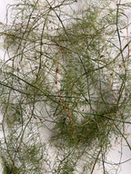 Asparagus Fronds, Growth, Renewal, Garden Witch Herb, Dried Asparagus Greens, Cottage Grown Botanical, Altar Plant Magic
