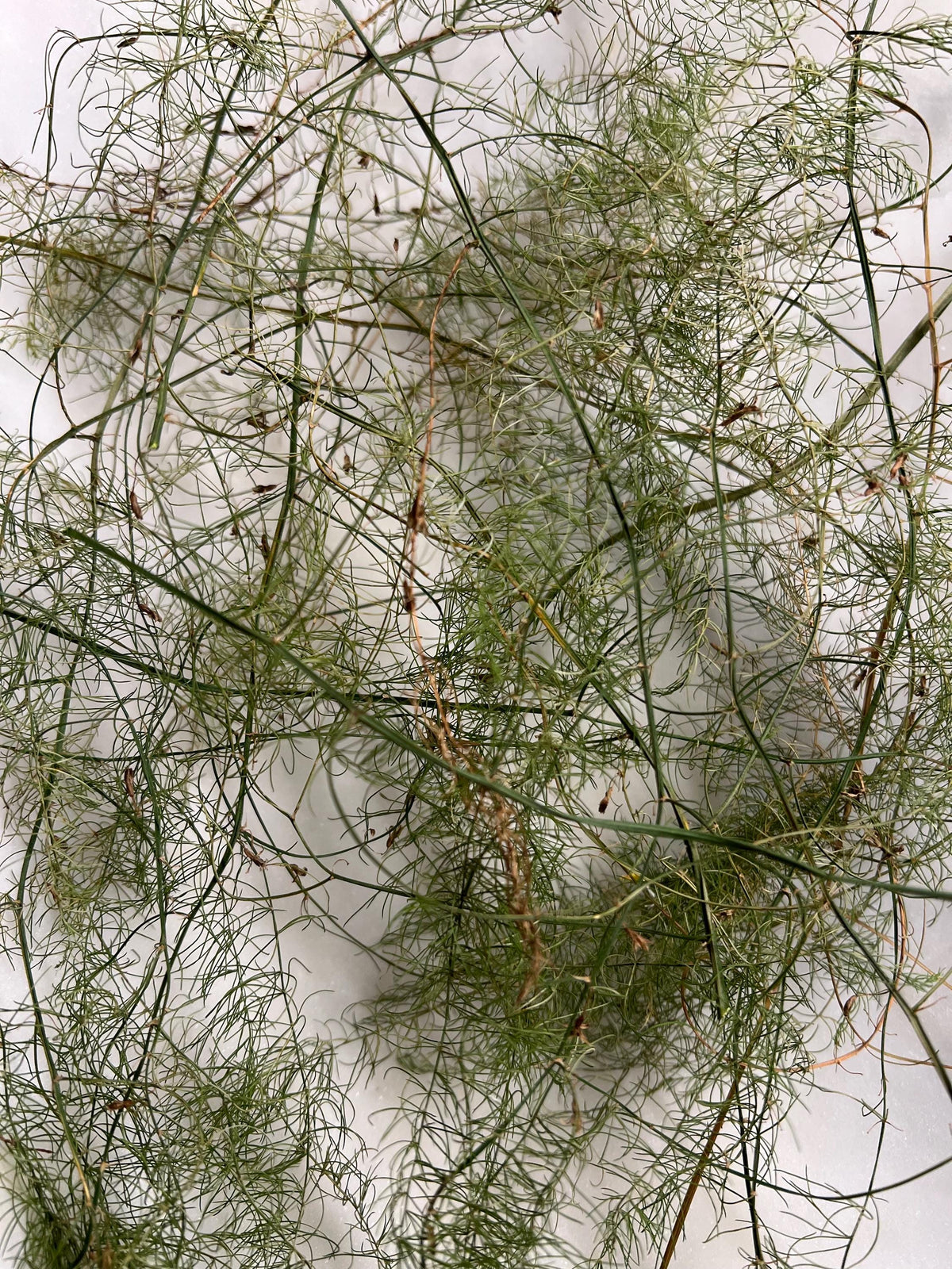 Asparagus Fronds, Growth, Renewal, Garden Witch Herb, Dried Asparagus Greens, Cottage Grown Botanical, Altar Plant Magic