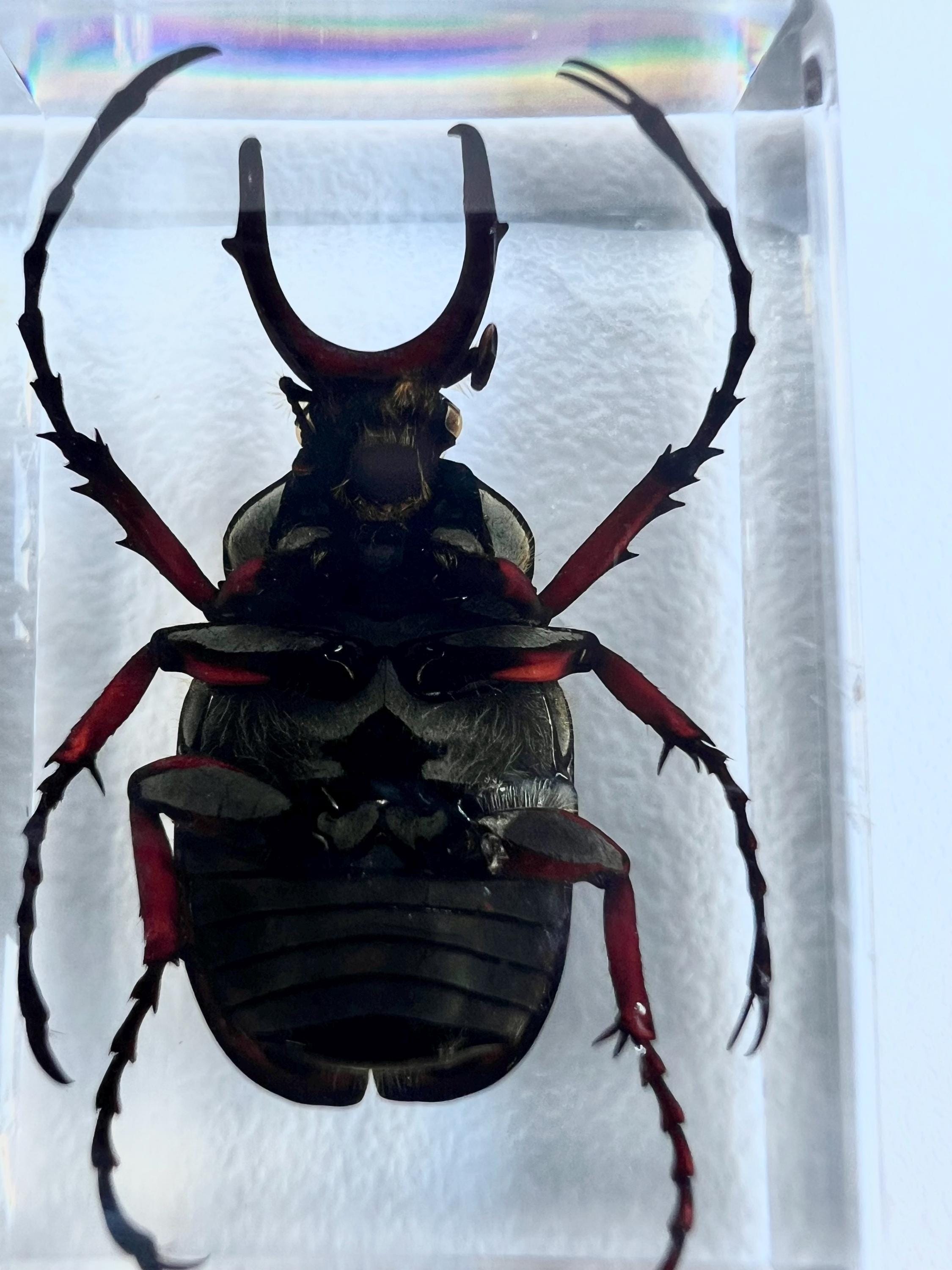 Encased Scorpion or Beetle Curio, Resin Display Specimen, Oddities Decor, Witchy Shelf Curio, Insect Display Block, Choose One