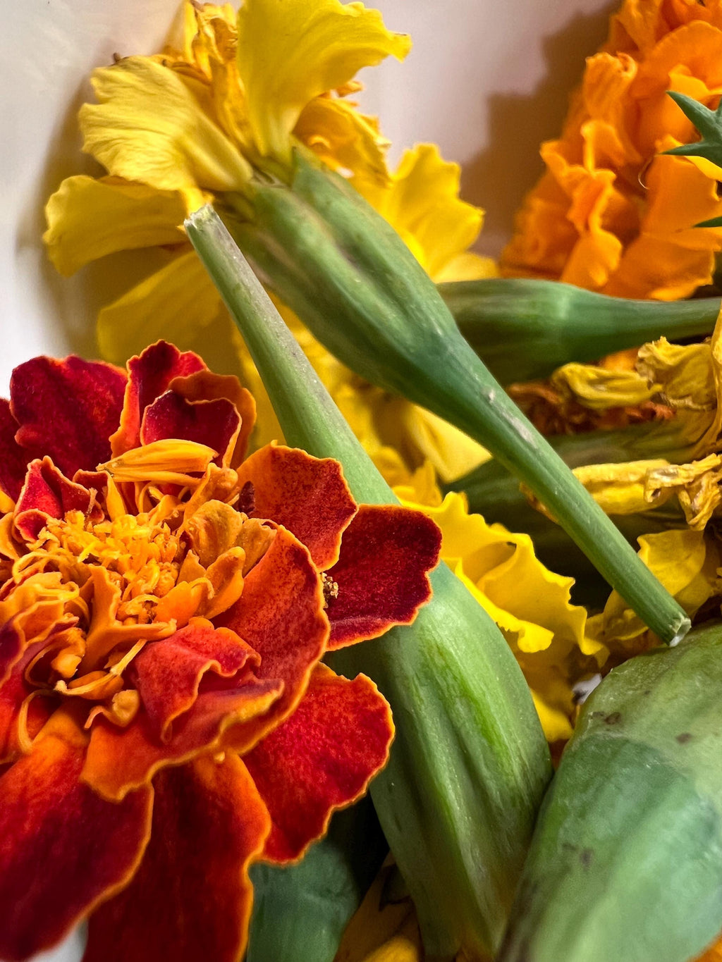 Marigold Charm, Creativity, Solar Magic, Dried Botanical, 2026 Harvest