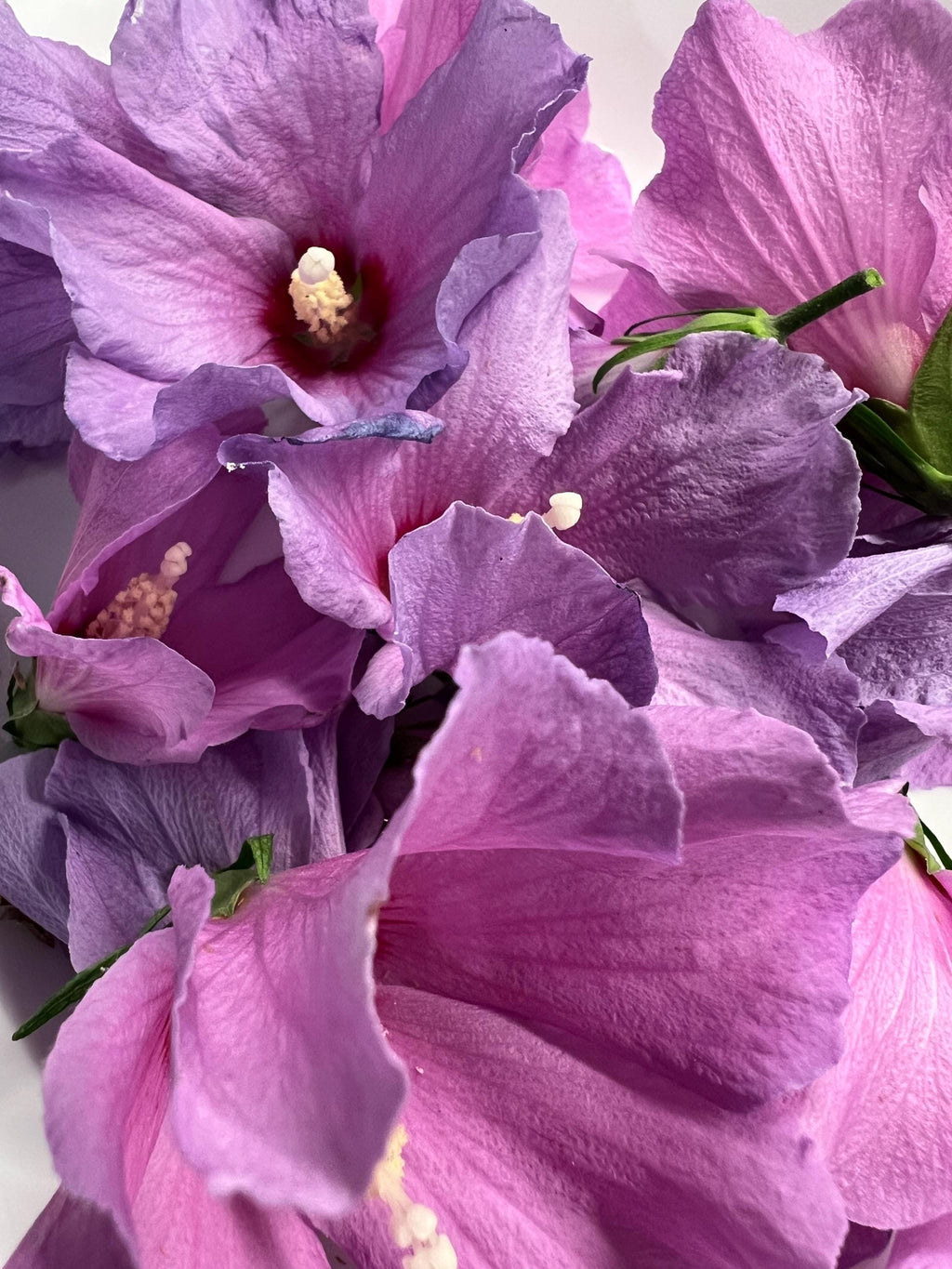 Dried Flower Purple Rose of Sharon, Dried Organic Heirloom Herb for Witchcraft, Beauty and Boundaries, 3 grams, Self Love, Renewal