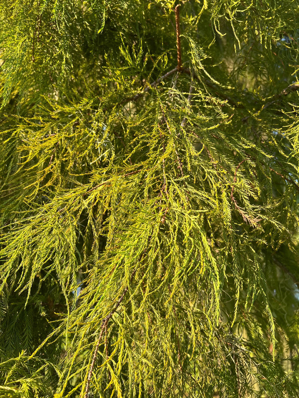 Cypress Fronds sacred green for protection, dried, Witch’s handful