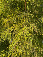 Cypress Fronds sacred green for protection, dried, Witch’s handful