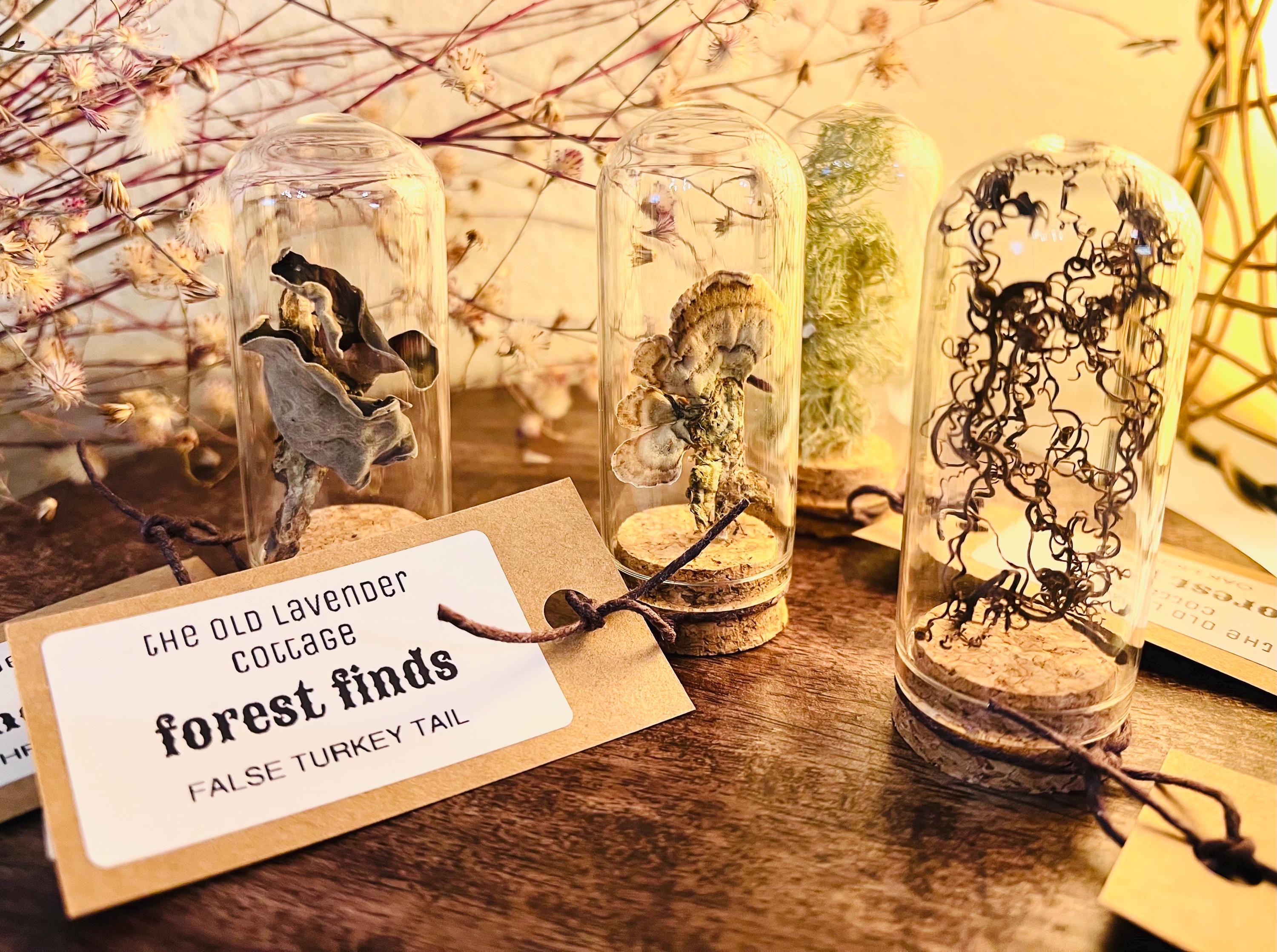 Forest Finds, Glass Cloche Curio, Foraged Woodland Specimen Display, Oddity