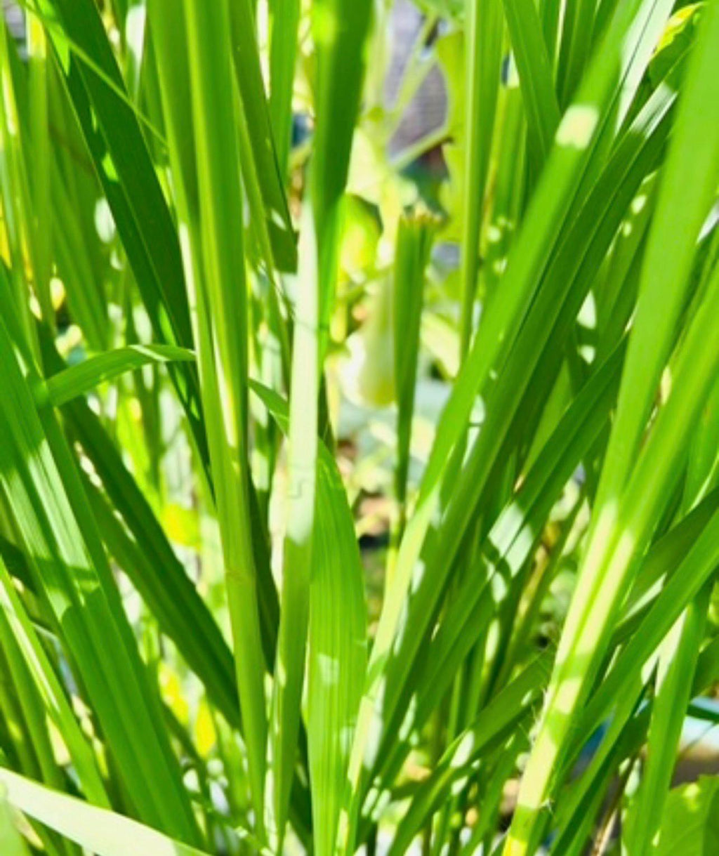 Dried Lemongrass, Organic Dried Lemongrass, Homegrown Witchcraft Herb, Ritual Herb for Cleansing, Luck and Energy