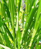 Dried Lemongrass, Organic Dried Lemongrass, Homegrown Witchcraft Herb, Ritual Herb for Cleansing, Luck and Energy