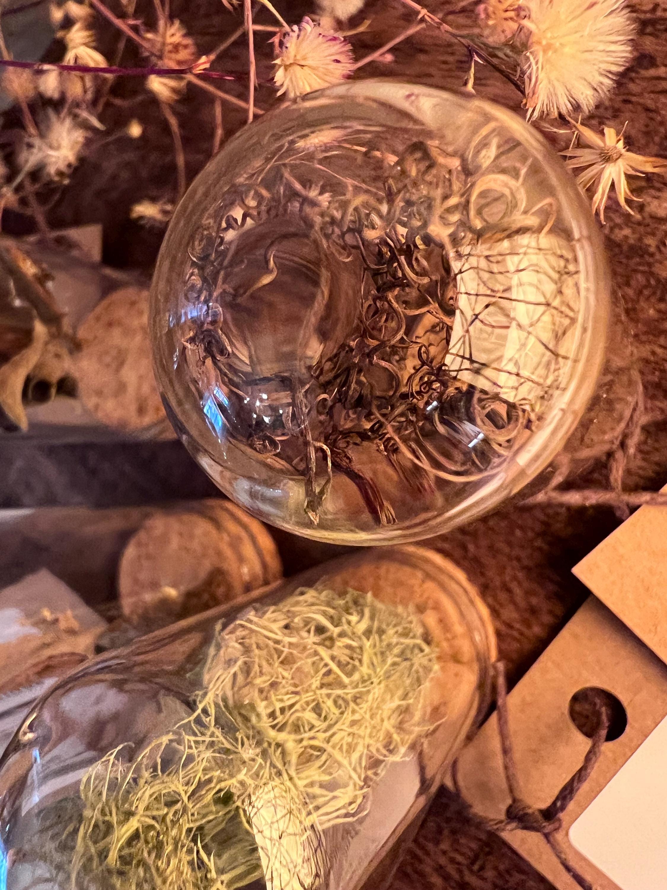 Forest Finds, Glass Cloche Curio, Foraged Woodland Specimen Display, Oddity