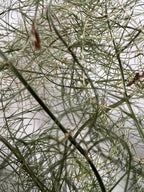 Asparagus Fronds, Growth, Renewal, Garden Witch Herb, Dried Asparagus Greens, Cottage Grown Botanical, Altar Plant Magic