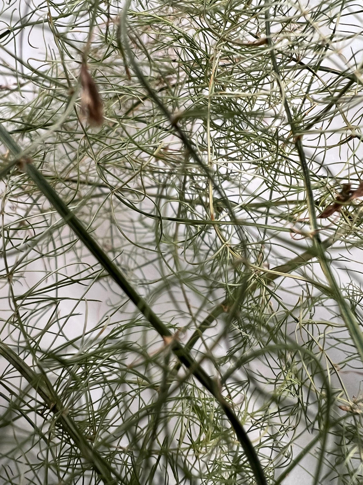 Asparagus Fronds, Growth, Renewal, Garden Witch Herb, Dried Asparagus Greens, Cottage Grown Botanical, Altar Plant Magic
