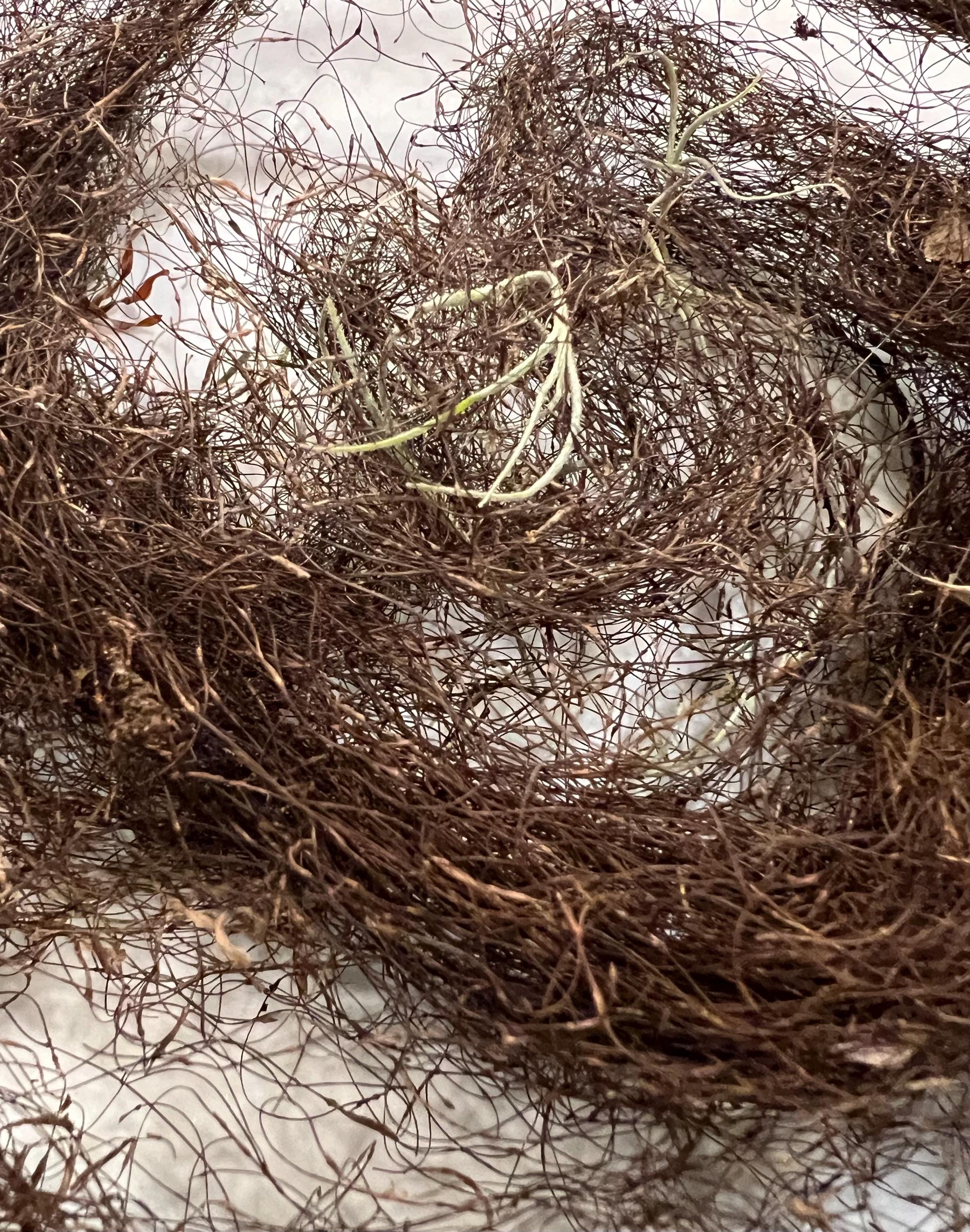 Horsehair Lichen, Foraged Woodland Thread, Primitive Curio for Spellcraft, Altars and Sacred Making