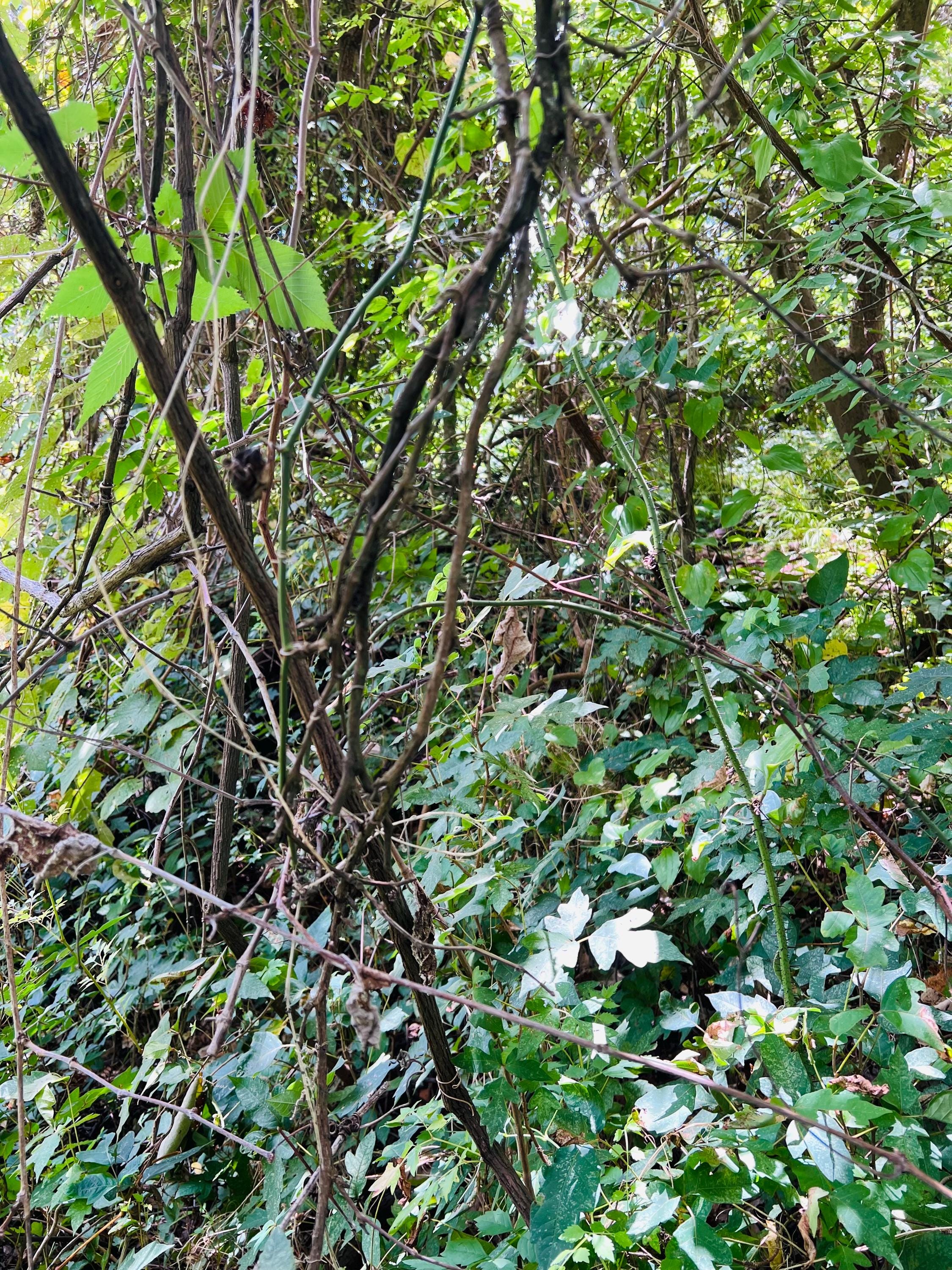Grapevine tendrils, wild, foraged on demand, approx 10 tendrils