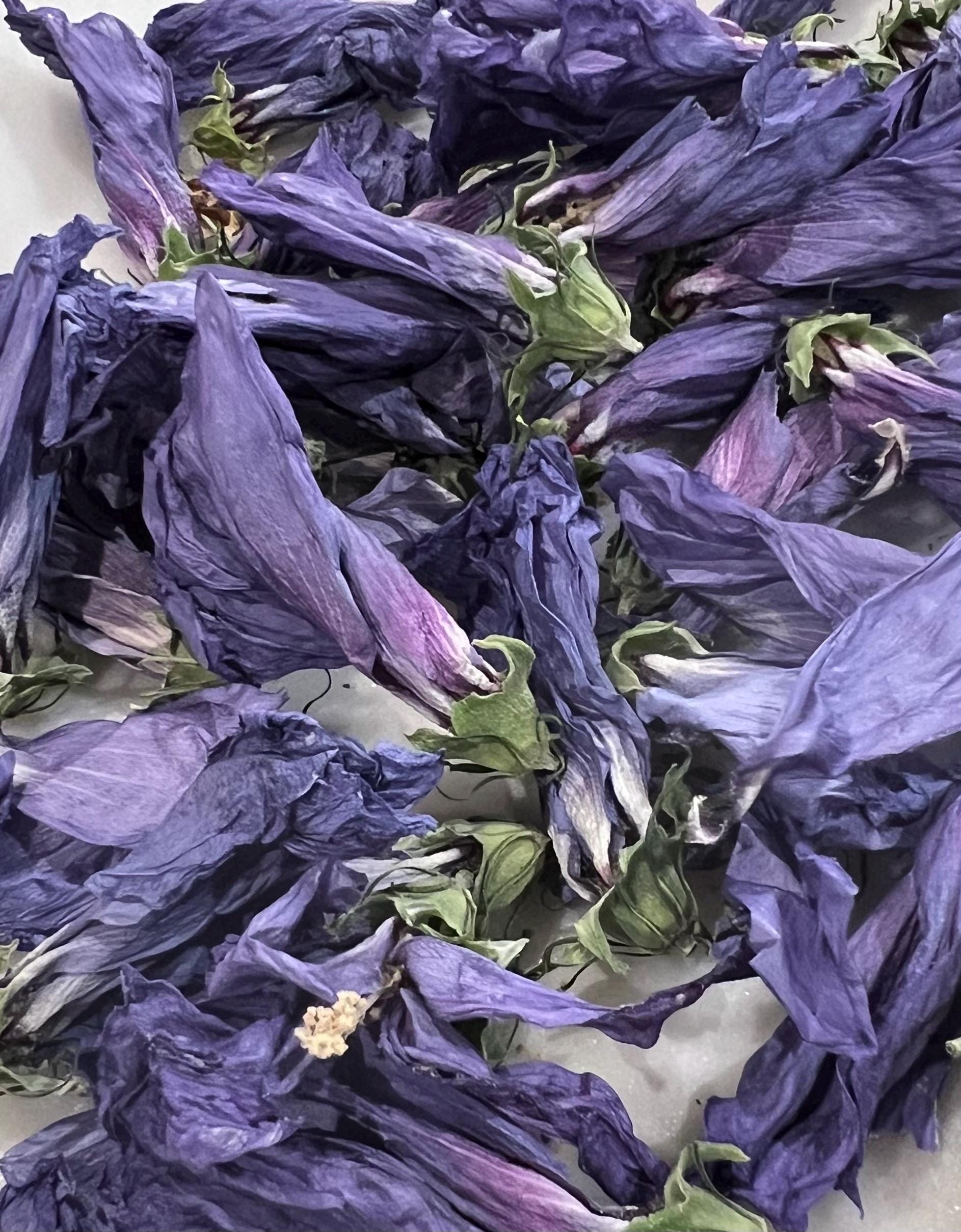 Dried Flower Purple Rose of Sharon, Dried Organic Heirloom Herb for Witchcraft, Beauty and Boundaries, 3 grams, Self Love, Renewal