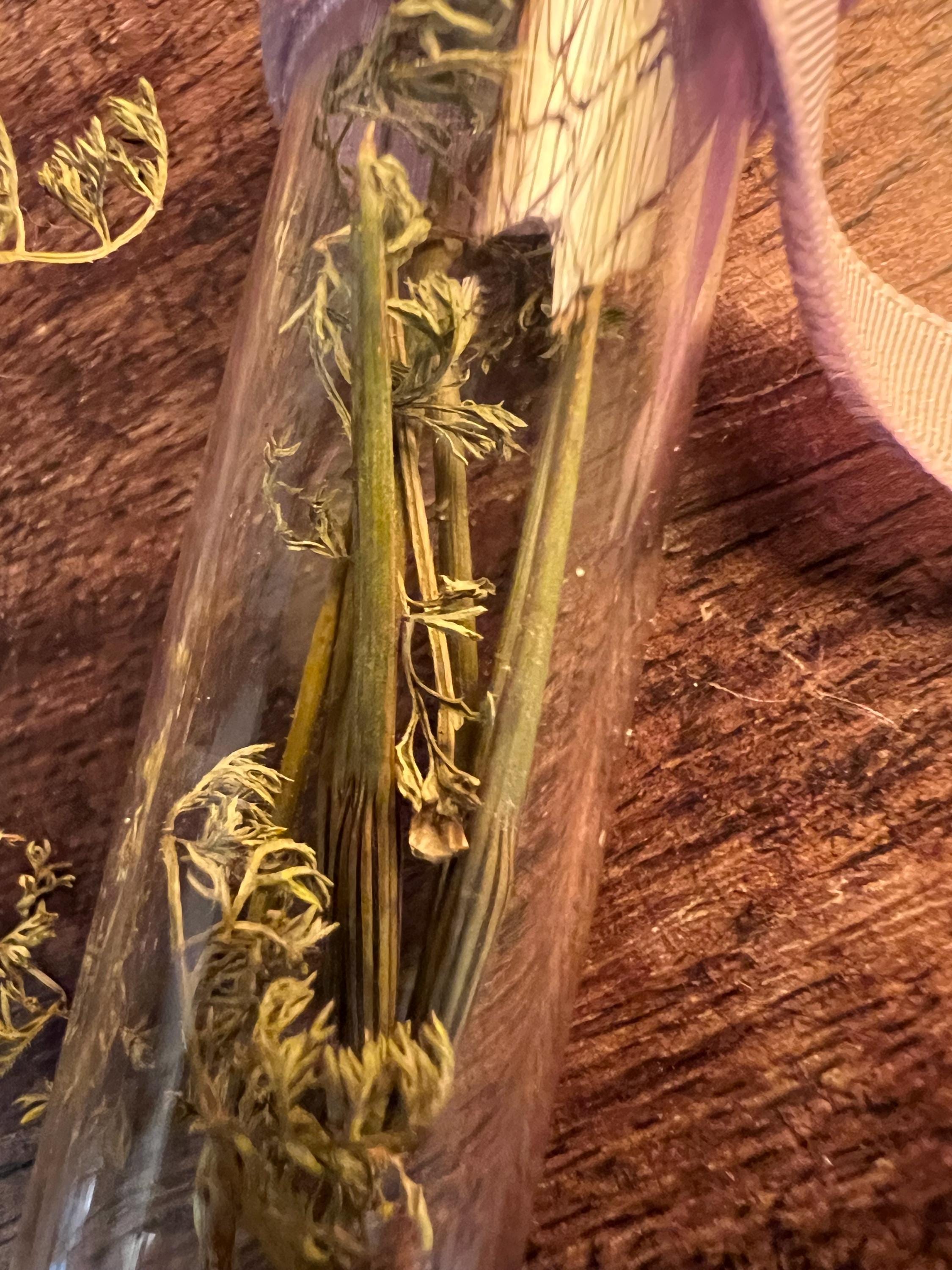 Venus Comb Curio Vial, Self Love, Dried Botanical Spell Jar, Gentle Attraction Charm, Foraged Herb Specimen, Witchcraft Altar Supply