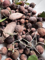 Oak Galls, Foraged Oak Galls for Witchcraft, Natural Curio for Spell Work, Forest Findings, Primitive Witch Supplies
