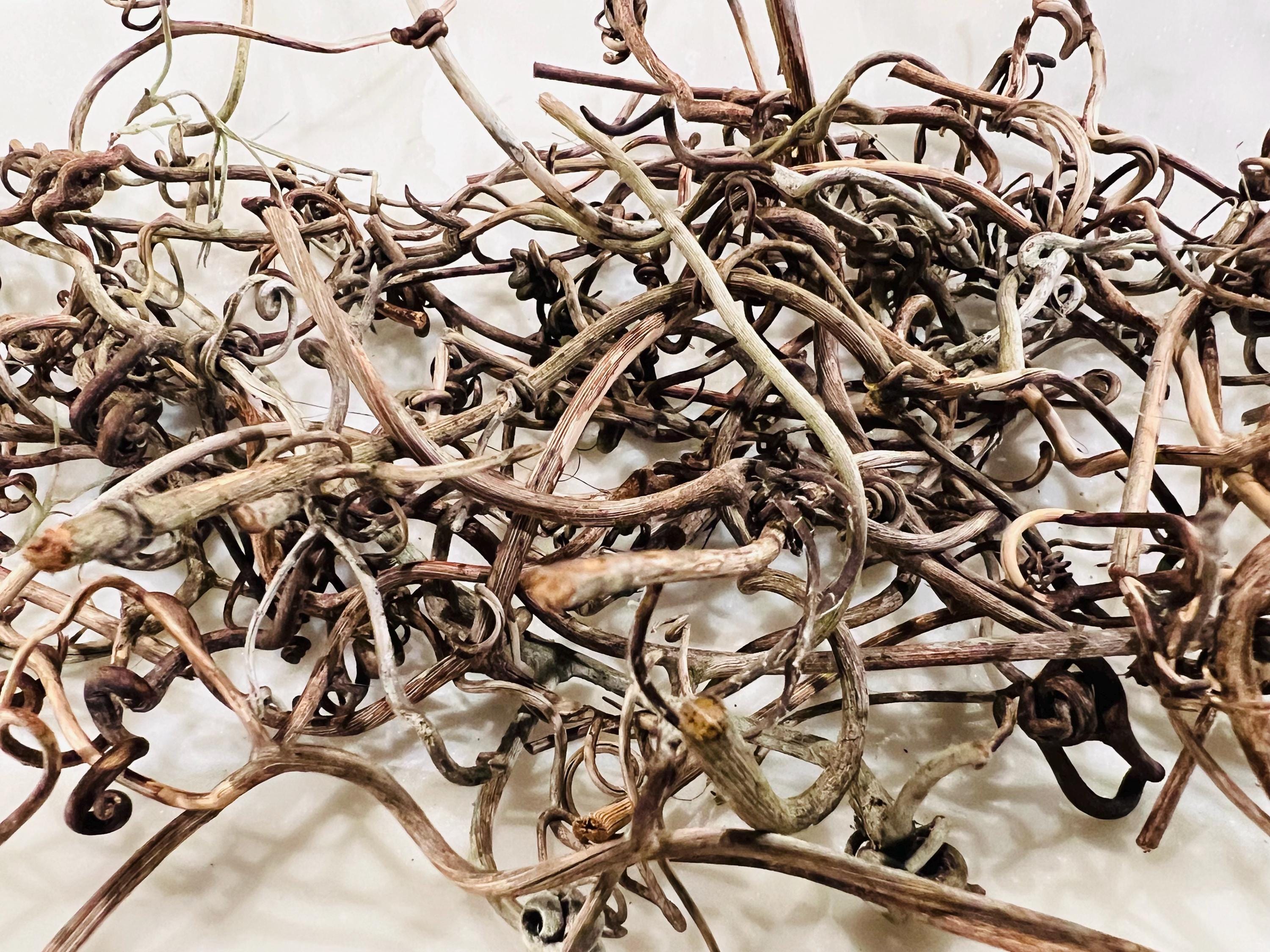Grapevine tendrils, wild, foraged on demand, approx 10 tendrils