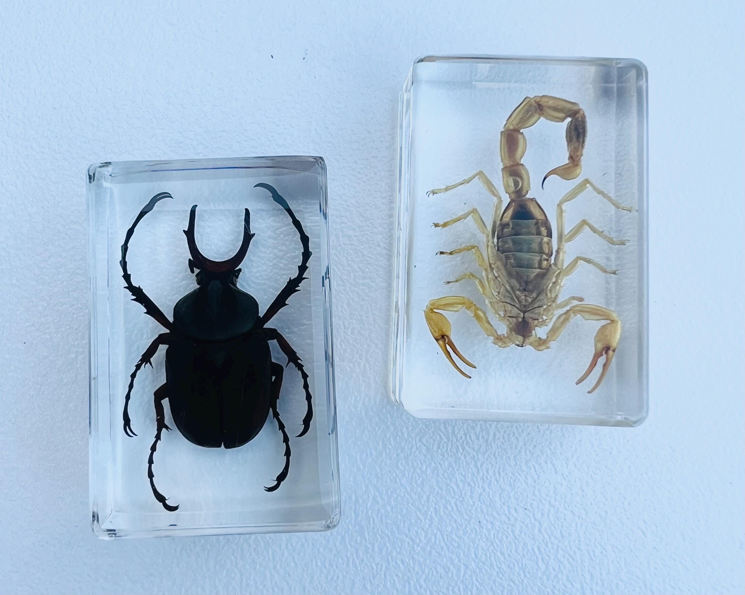 Encased Scorpion or Beetle Curio, Resin Display Specimen, Oddities Decor, Witchy Shelf Curio, Insect Display Block, Choose One