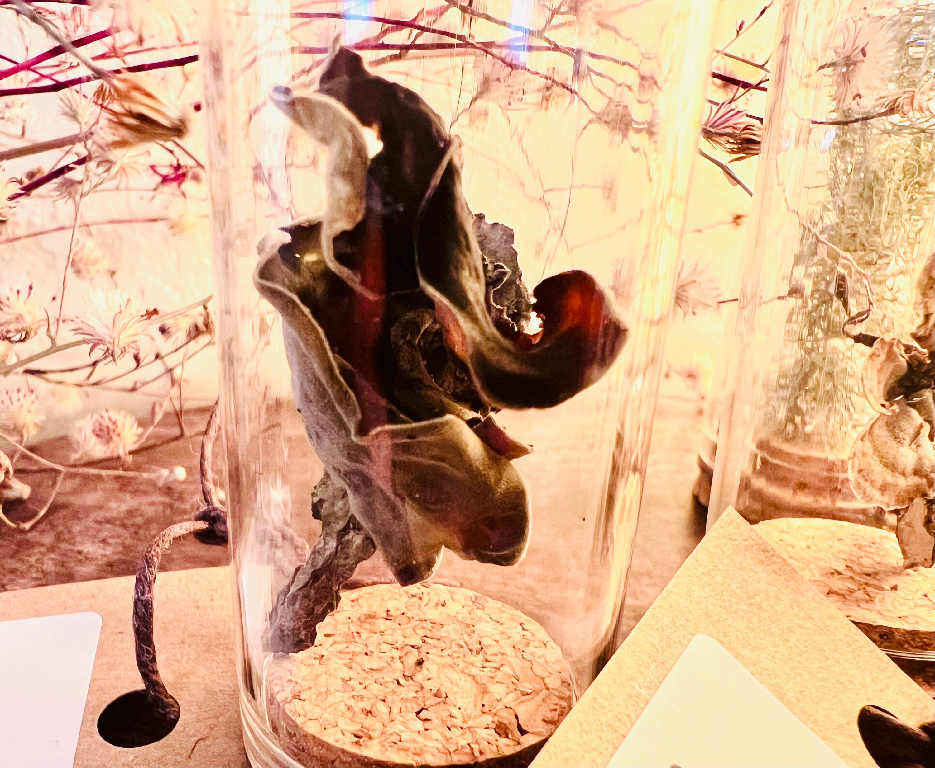Forest Finds, Glass Cloche Curio, Foraged Woodland Specimen Display, Oddity