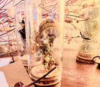 Forest Finds, Glass Cloche Curio, Foraged Woodland Specimen Display, Oddity