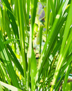 Organic Lemongrass Bundle, Fresh Cut Herb, Cleansing & Protection