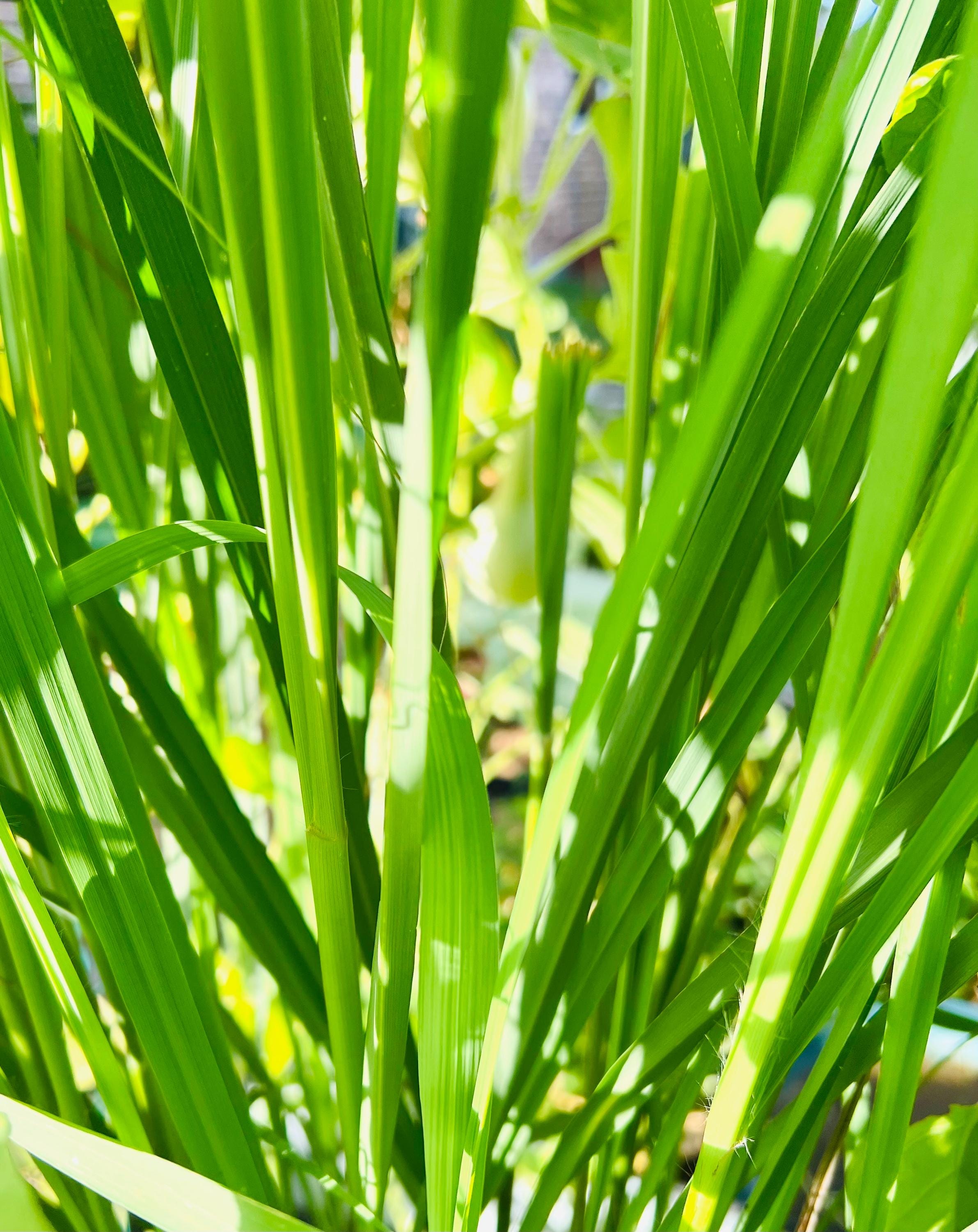 Organic Lemongrass Bundle, Fresh Cut Herb, Cleansing & Protection