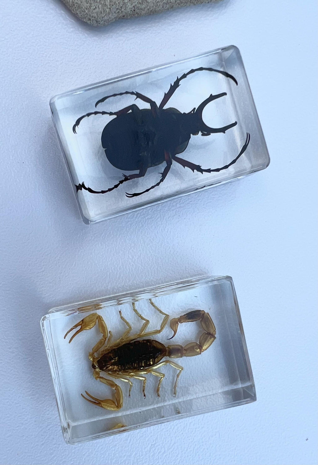 Encased Scorpion or Beetle Curio, Resin Display Specimen, Oddities Decor, Witchy Shelf Curio, Insect Display Block, Choose One