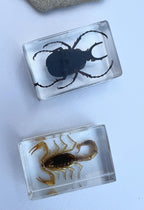 Encased Scorpion or Beetle Curio, Resin Display Specimen, Oddities Decor, Witchy Shelf Curio, Insect Display Block, Choose One