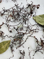 Whispering Tendrils – Tiny Twining Vine Curios | Wispy Botanical Relics for Altar, Spellwork & Craft