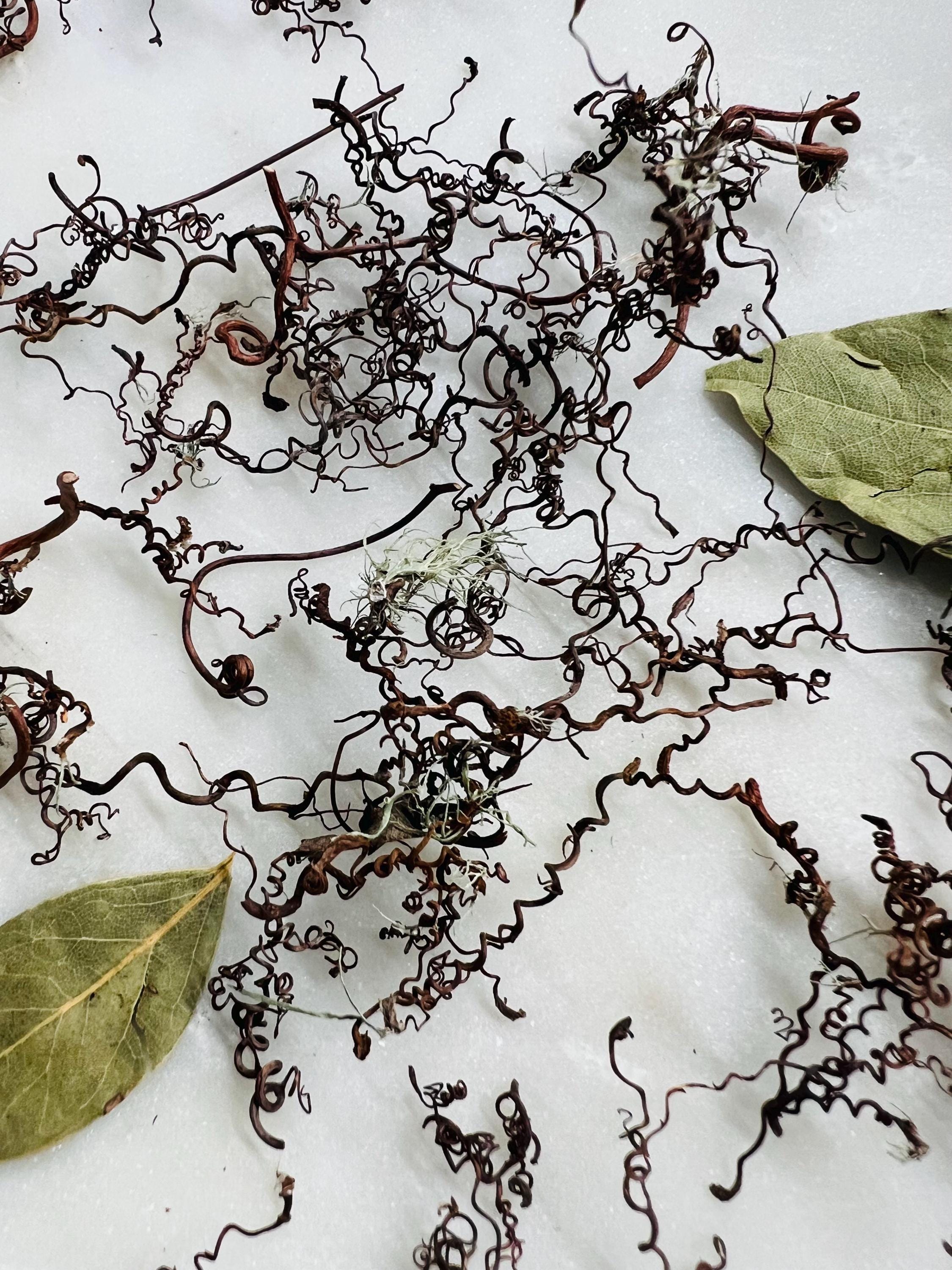 Whispering Tendrils – Tiny Twining Vine Curios | Wispy Botanical Relics for Altar, Spellwork & Craft