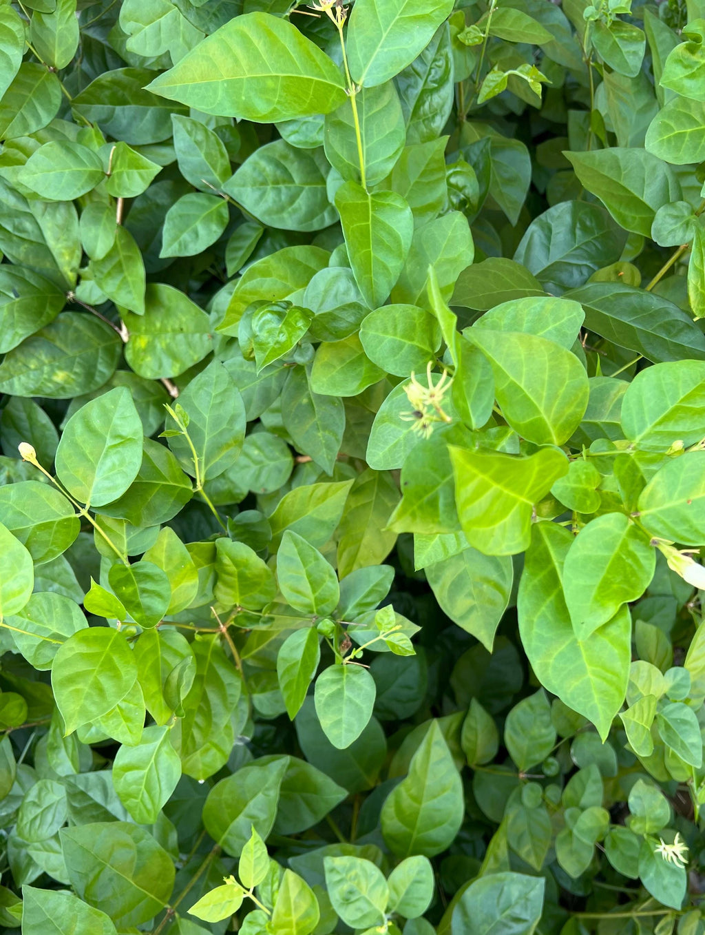 Jasmine Leaves, Organic, Handpicked and Dried, Cottage Grown, Ritual and Cottage Magic, Partially Crushed for Love and Heart Magick, 1 gram