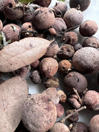 Oak Galls, Foraged Oak Galls for Witchcraft, Natural Curio for Spell Work, Forest Findings, Primitive Witch Supplies