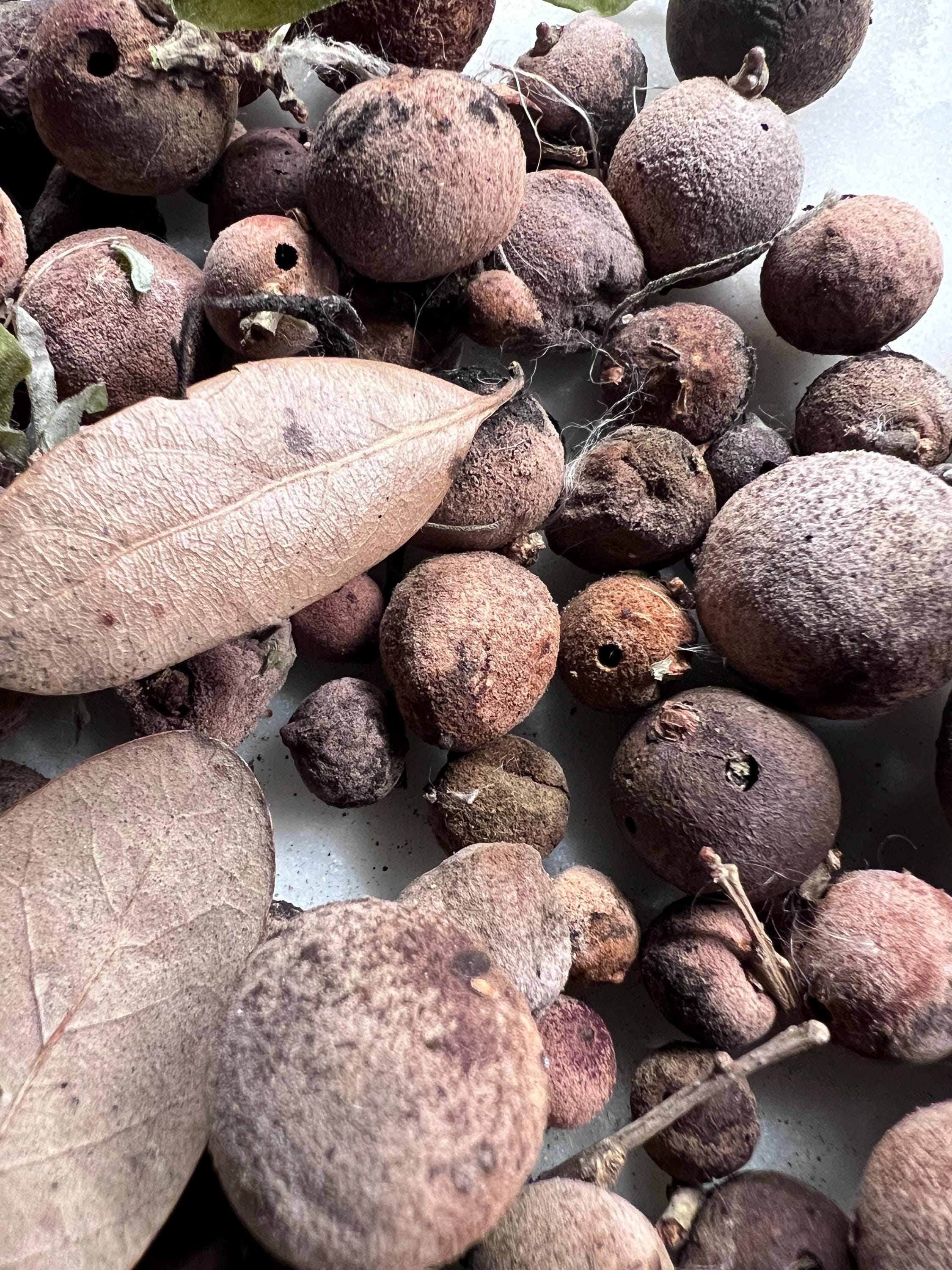 Oak Galls, Foraged Oak Galls for Witchcraft, Natural Curio for Spell Work, Forest Findings, Primitive Witch Supplies