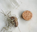 Cicada Shell Reliquary, Spanish Moss Specimen, Transformation Curio, Death and Rebirth Symbol, Forest Witch Altar Relic